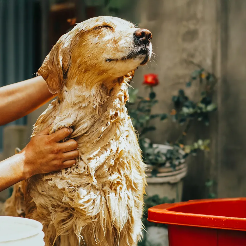 shampooing_animaux_-_Galerie_2_3ba7f74c-b0a4-4ecc-98f4-5e2300758c3a.webp